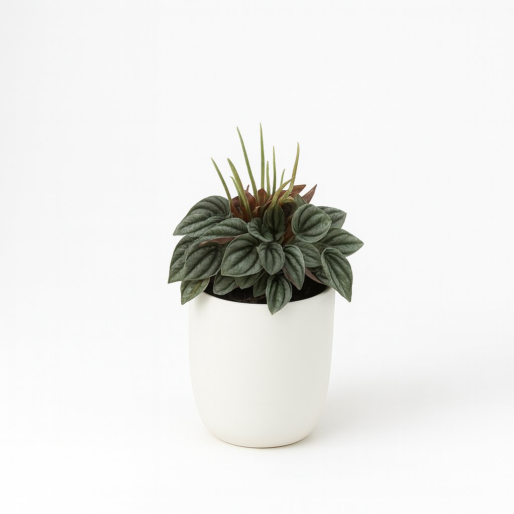 Peperomia Napoli Nights - 15cm
