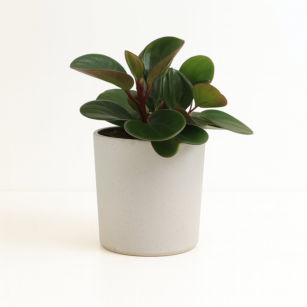 Peperomia Obtipan - 15cm in einem modernen Studio mit modernem Topf