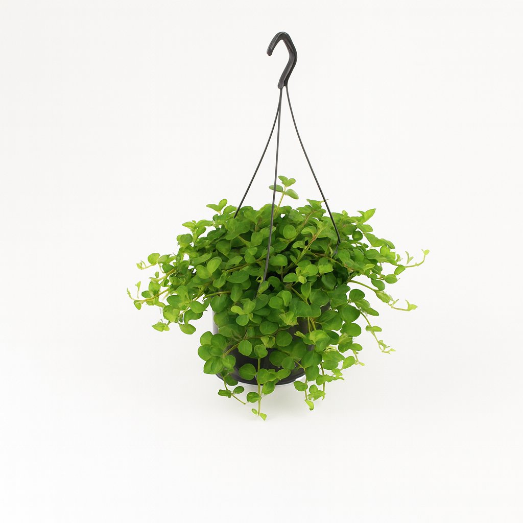 Peperomia Rotundifolia - 25cm in einem modernen Studio mit modernem Topf