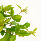 Peperomia Ang. Rocca Vivace - 15cm