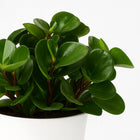 Peperomia Burning Bush - 25cm