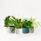 Pflegeleichtes Pflanzenset (mittel)