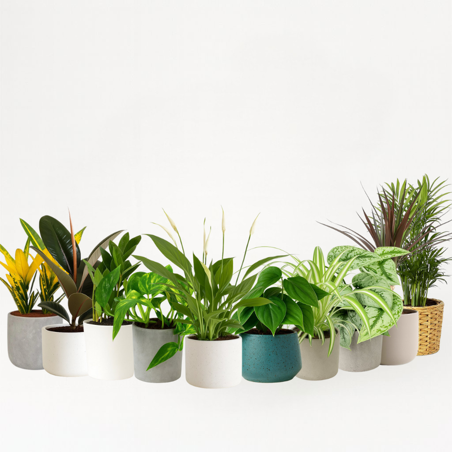 Pflegeleichtes Pflanzenset (XXL)