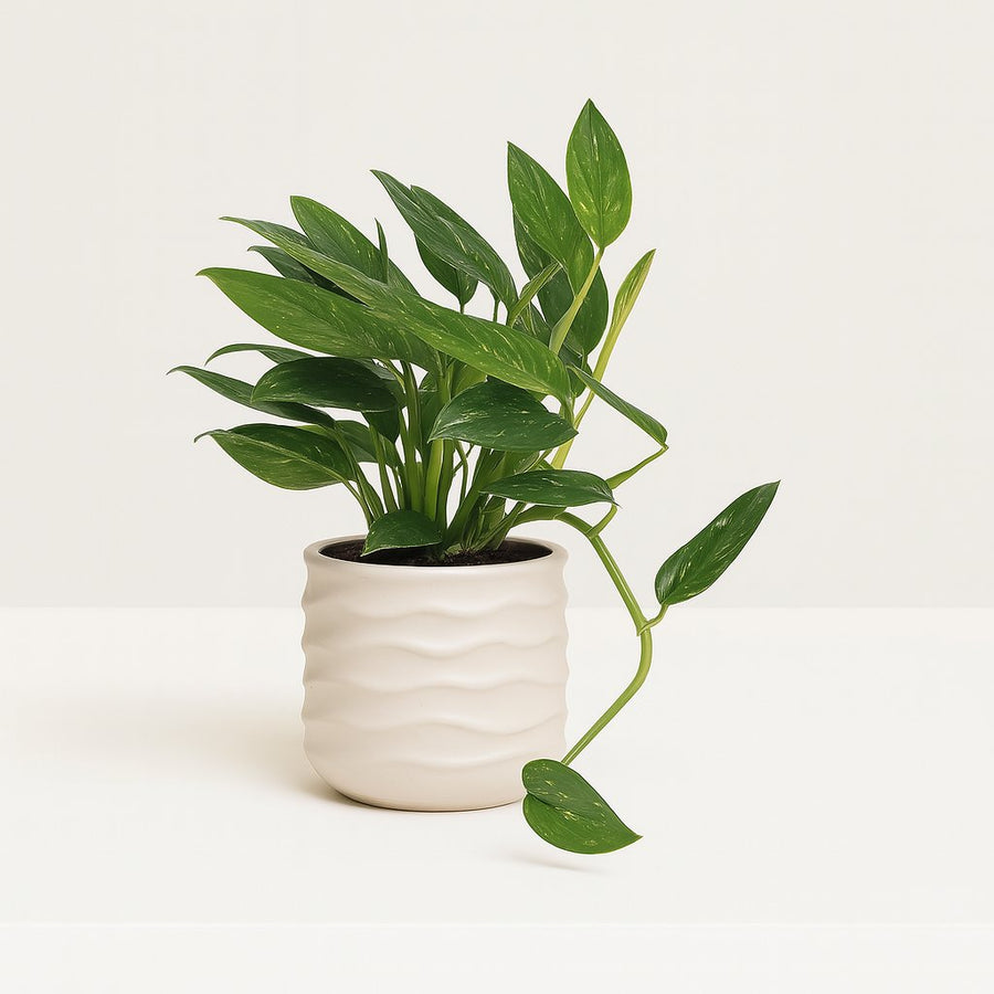 Philodendron Cobra - 50cm in einem modernen Studio mit modernem Topf