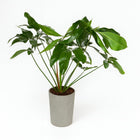 Philodendron Green Wonder - 100cm in einem modernen Studio mit modernem Topf