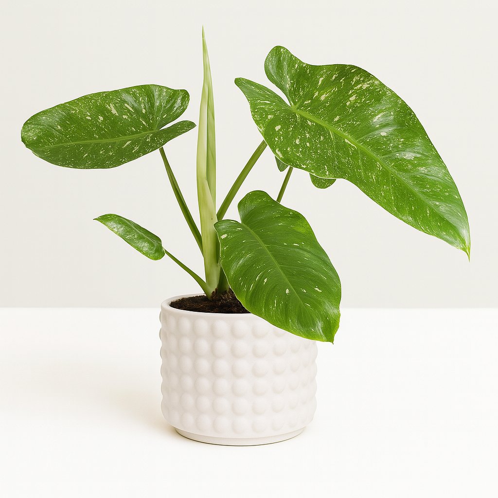Philodendron Jose Buono - 45cm in einem modernen Studio mit modernem Topf