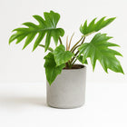 Philodendron Mayoi - 35cm in einem modernen Studio mit modernem Topf