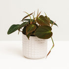 Philodendron Micans - 15cm in einem modernen Studio mit modernem Topf