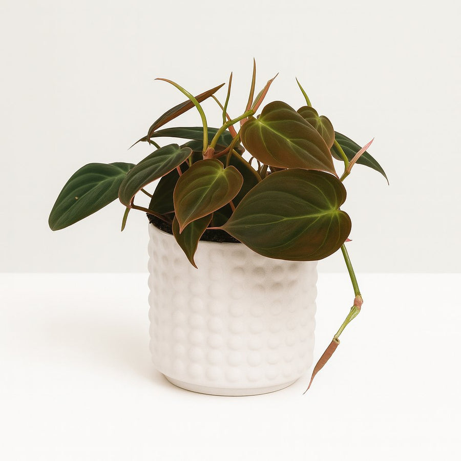 Philodendron Micans - 15cm in einem modernen Studio mit modernem Topf