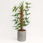 Philodendron Pedatum - 120cm in einem modernen Studio mit modernem Topf