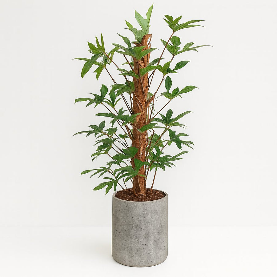 Philodendron Pedatum - 120cm in einem modernen Studio mit modernem Topf