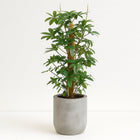 Philodendron Pedatum - 130cm in einem modernen Studio mit modernem Topf