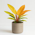 Philodendron Prince Of Orange - 35cm in einem modernen Studio mit modernem Topf