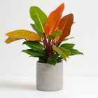 Philodendron Prince of Orange - 45cm in einem modernen Studio mit modernem Topf