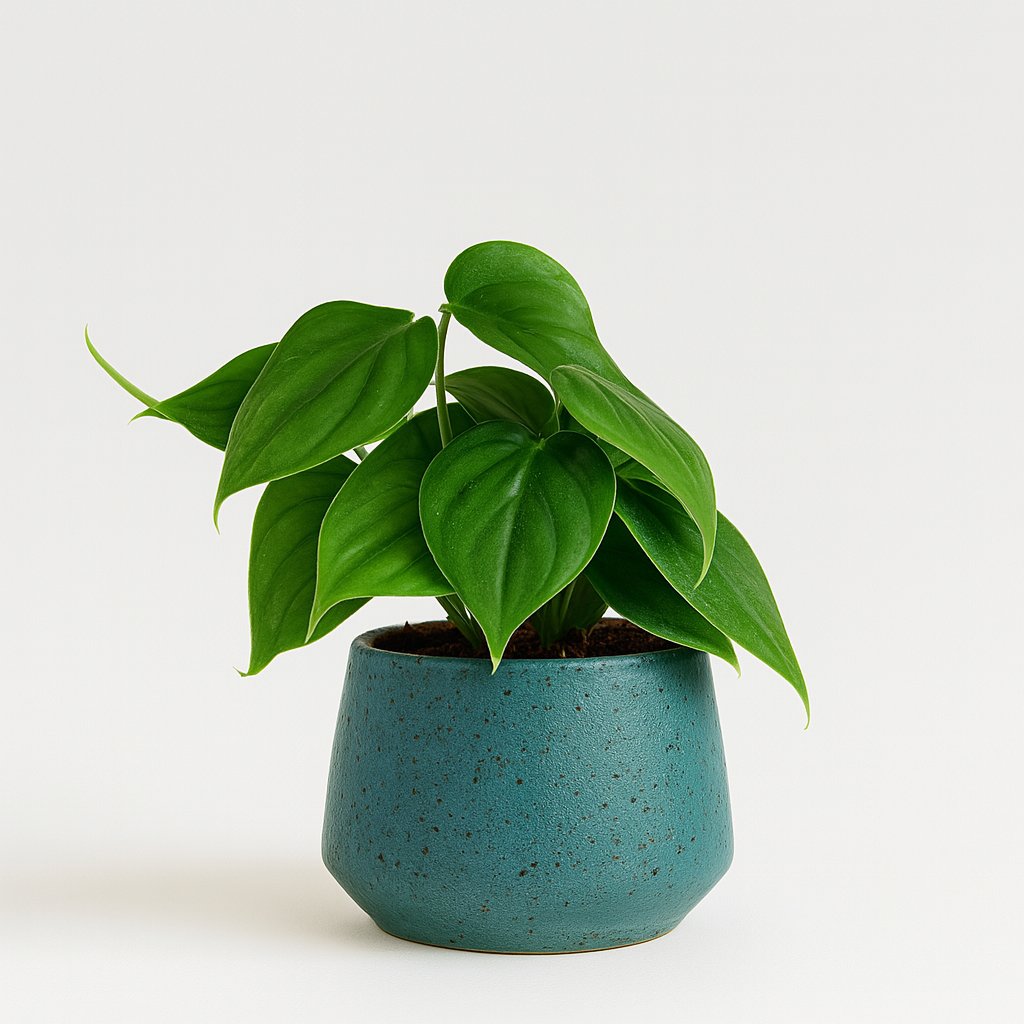 Philodendron Scandens - 15cm in einem modernen Studio mit modernem Topf