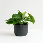 Philodendron Scandens - 20cm in einem modernen Studio mit modernem Topf