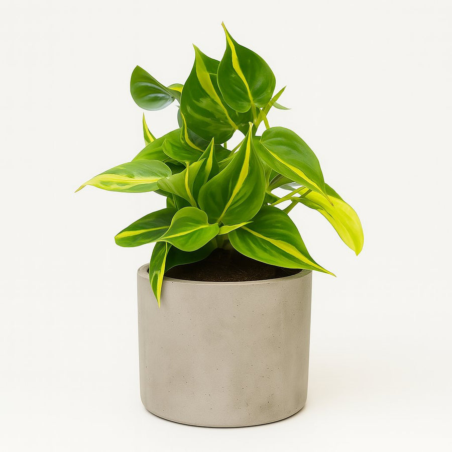 Philodendron Scandens Brasil - 15cm in einem modernen Studio mit modernem Topf