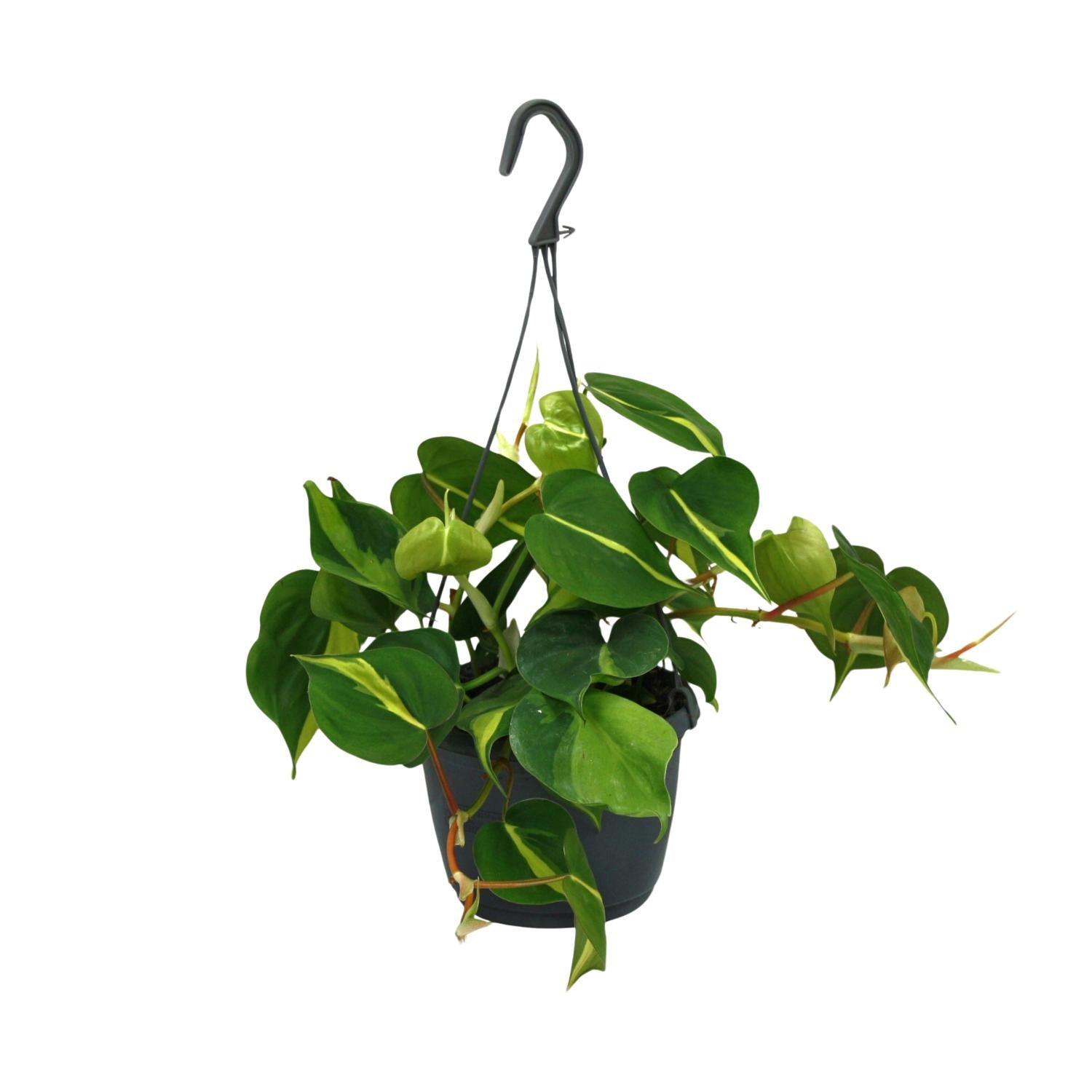 Philodendron Scandens Brasil - 35cm in einem modernen Studio mit modernem Topf