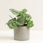 Philodendron Scandens Pictus Trebie - 22cm in einem modernen Studio mit modernem Topf
