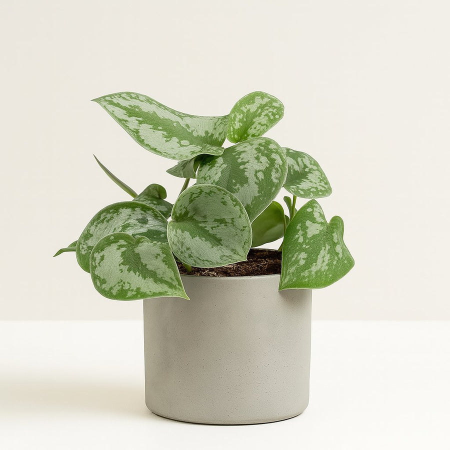 Philodendron Scandens Pictus Trebie - 22cm in einem modernen Studio mit modernem Topf