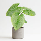 Philodendron Sodiroi - 45cm in einem modernen Studio mit modernem Topf
