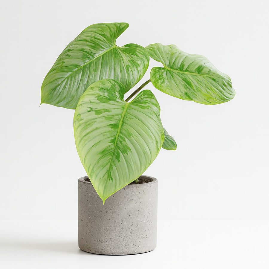 Philodendron Sodiroi - 45cm in einem modernen Studio mit modernem Topf