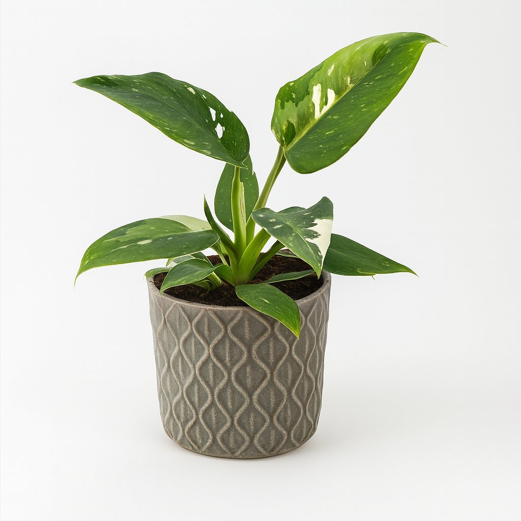 Philodendron White Princess - 25cm in einem modernen Studio mit modernem Topf