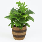 Philodendron Xanadu - 80cm in einem modernen Studio mit modernem Topf