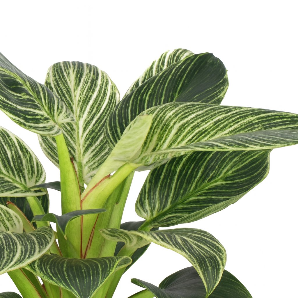 Philodendron Birkin - 25cm