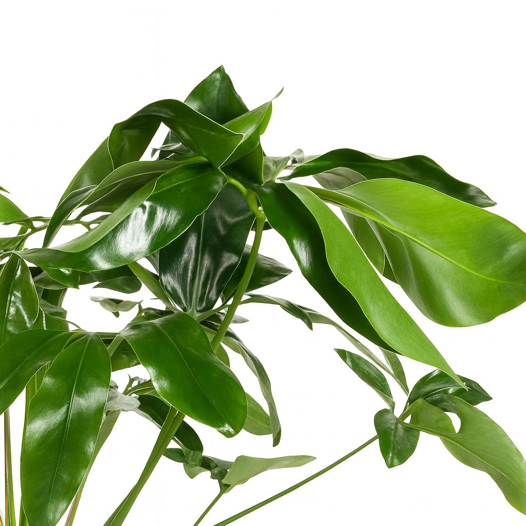 Philodendron Green Wonder - 100cm