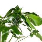 Philodendron Green Wonder - 100cm