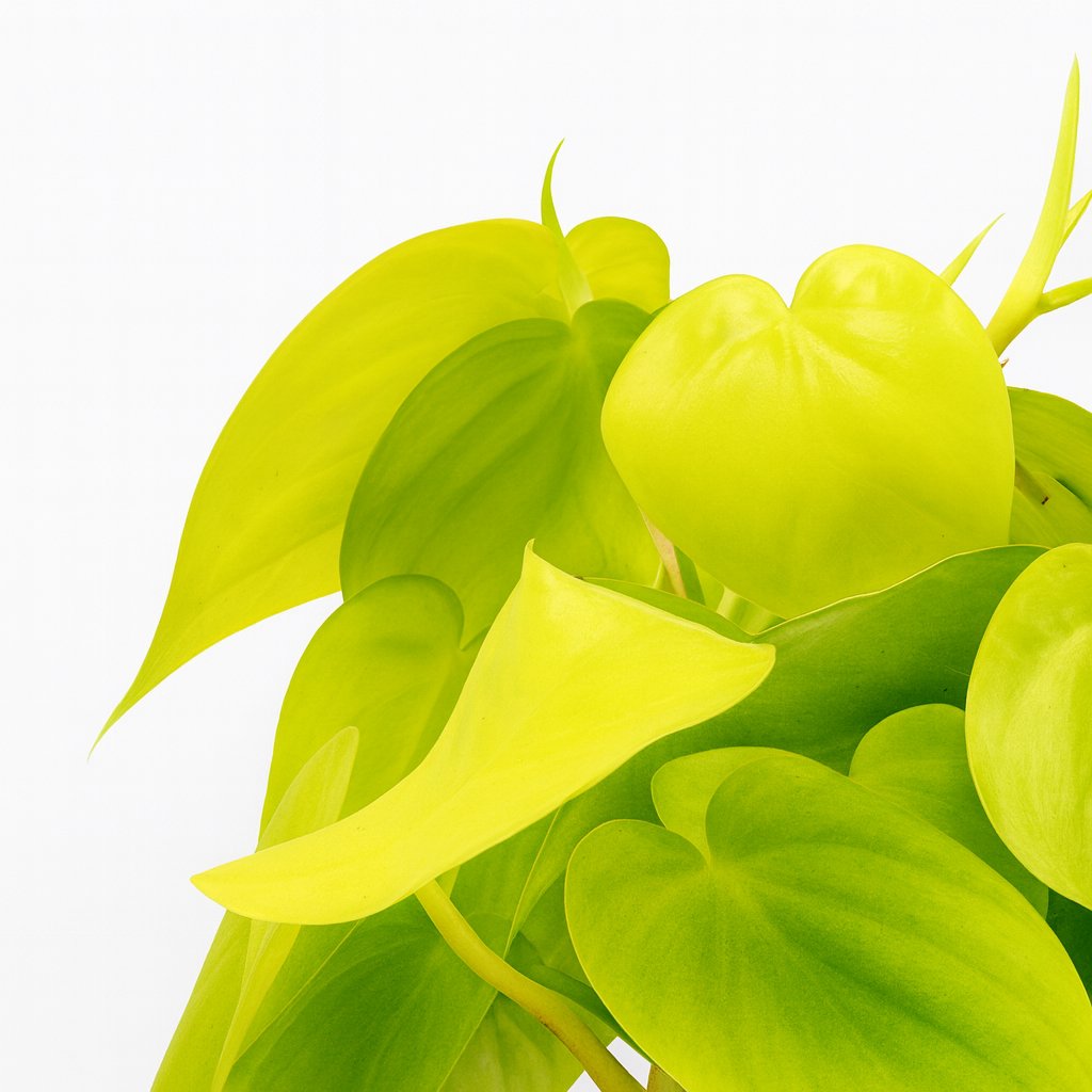 Philodendron Lime - 20cm