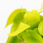 Philodendron Lime - 20cm