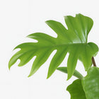 Philodendron Mayoi - 35cm