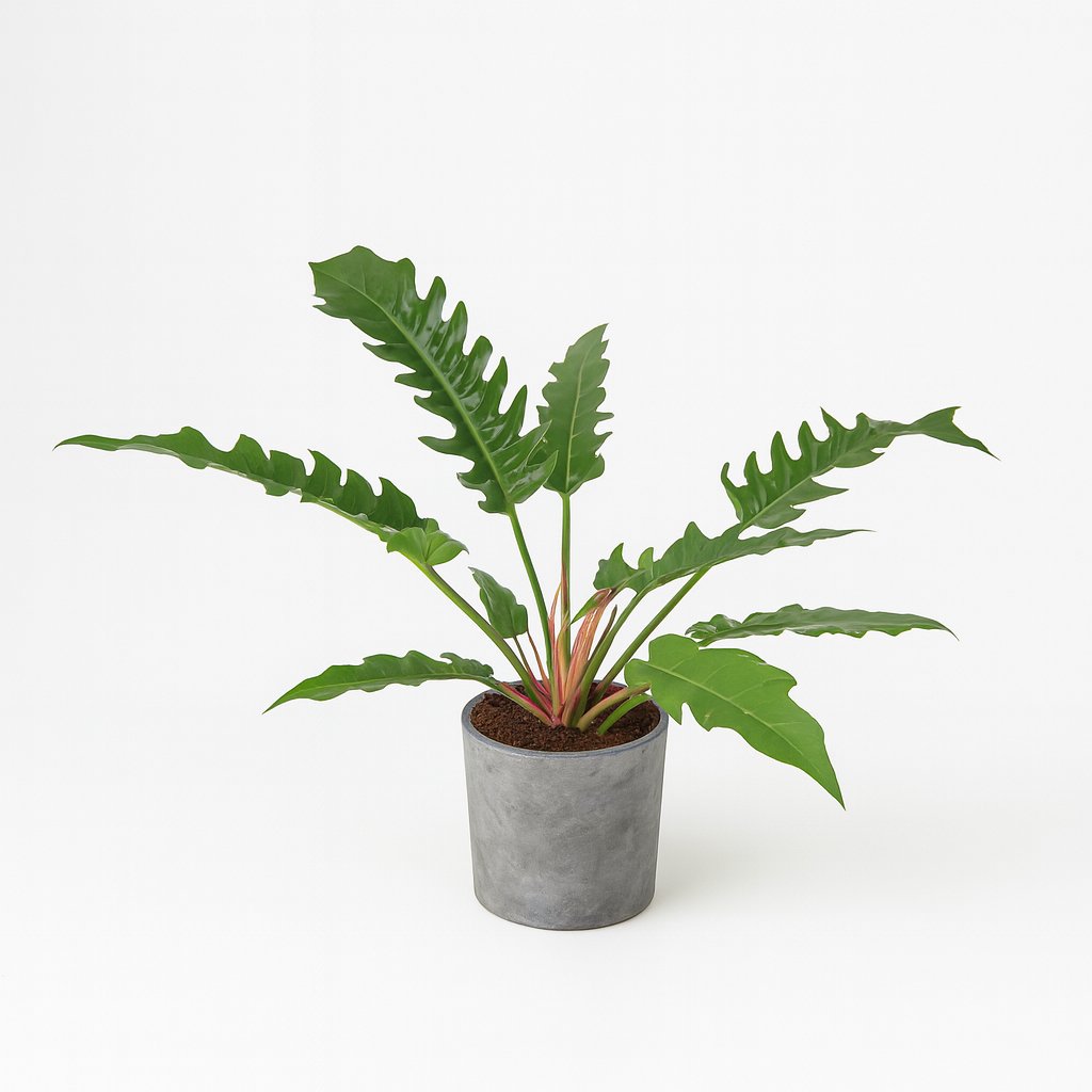 Philodendron Narrow Escape - 55cm im Betontopf