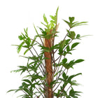 Philodendron Pedatum - 120cm