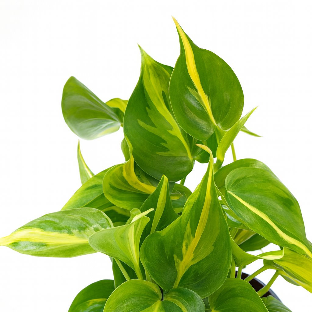 Philodendron Scandens Brasil - 15cm
