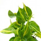 Philodendron Scandens Brasil - 15cm