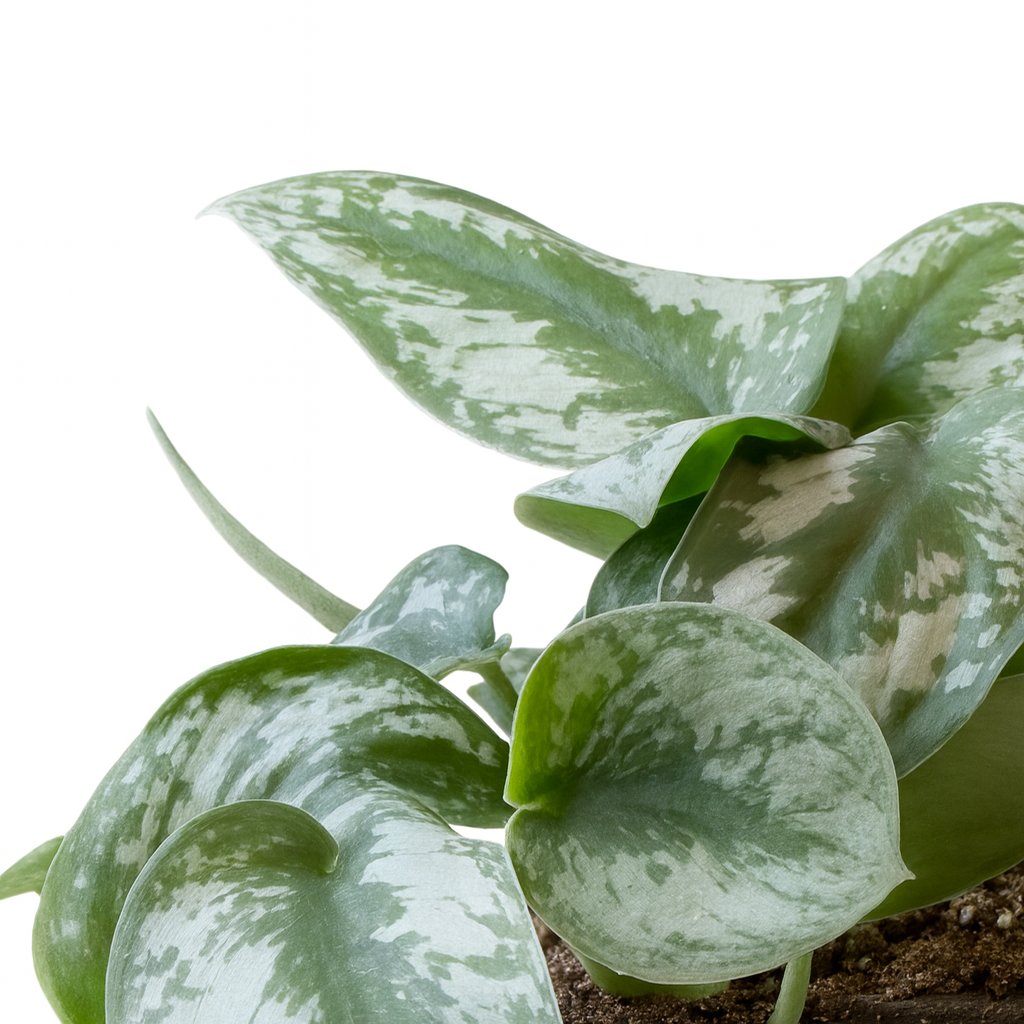 Philodendron Scandens Pictus Trebie - 22cm