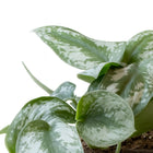 Philodendron Scandens Pictus Trebie - 22cm