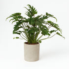 Philodendron Xanadu - 65cm in einem modernen Studio mit modernem Topf