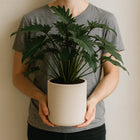 Philodendron Xanadu - 65cm