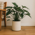 Philodendron Xanadu - 65cm