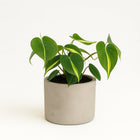 Philondendron Brasil Scandens - 20cm in einem modernen Studio mit modernem Topf