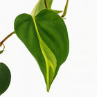 Philondendron Brasil Scandens - 20cm
