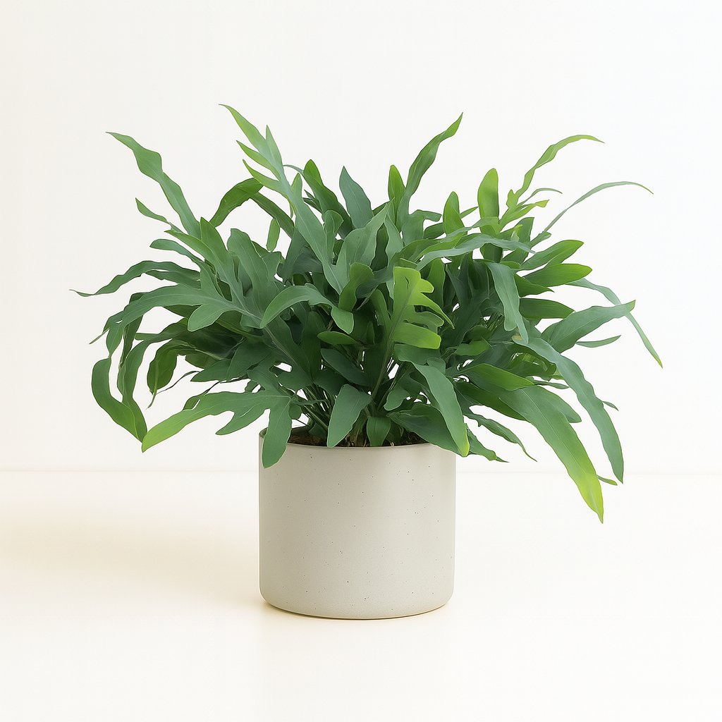 Phlebodium Aureum Blue Star - 50cm in einem modernen Studio mit modernem Topf