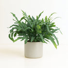 Phlebodium Aureum Blue Star - 50cm in einem modernen Studio mit modernem Topf