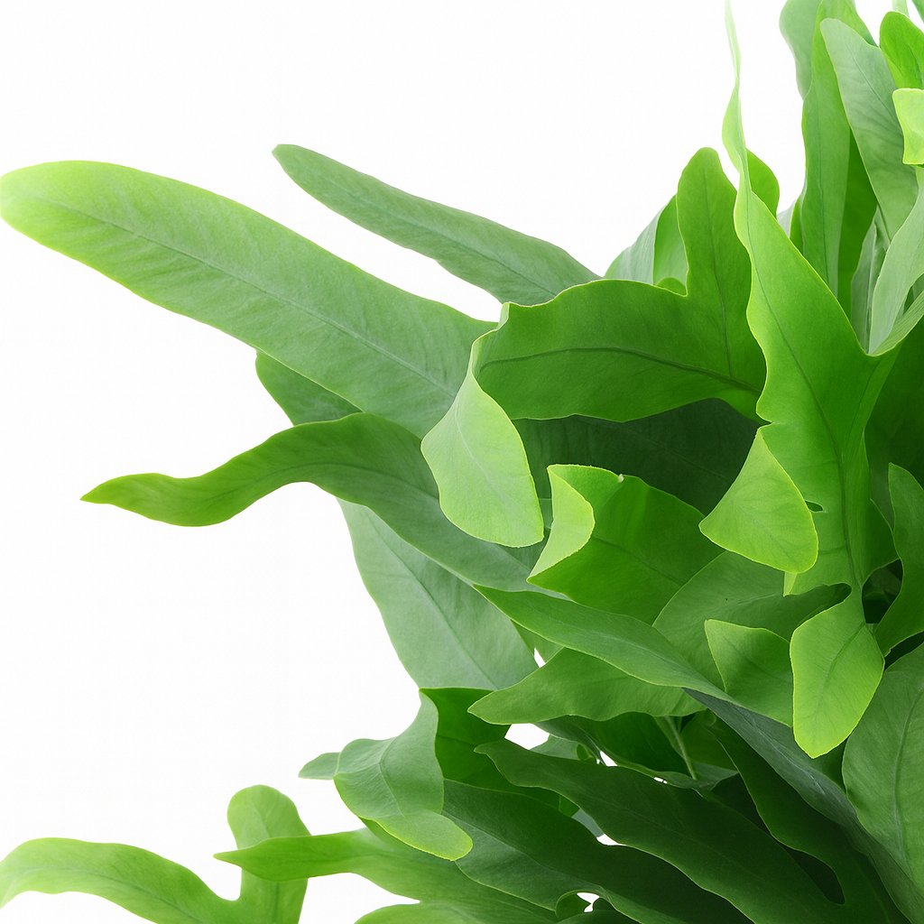 Phlebodium Blue Fern - 40cm