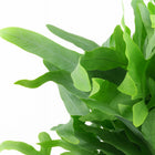 Phlebodium Blue Fern - 40cm