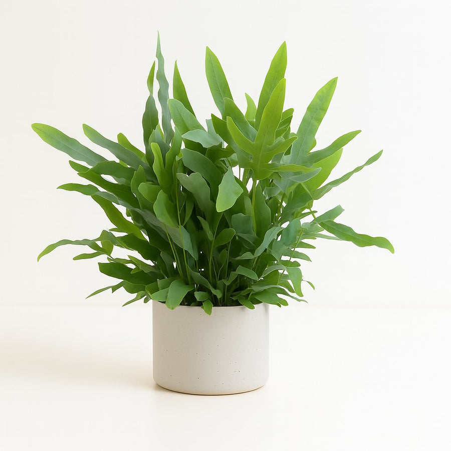 Phlebodium Blue Fern - 40cm in einem modernen Studio mit modernem Topf